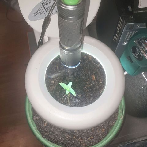 Jenna  growlog photo: Added extra light now around 1000 lumen and water meter for better moister control