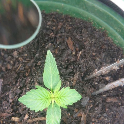 Jenna  growlog timeline photo