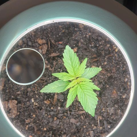 Jenna  growlog photo: Third set of leaves on the way 