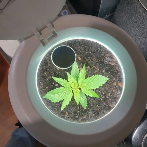 Jenna  growlog photo: Canopy 8cm x 6cm 