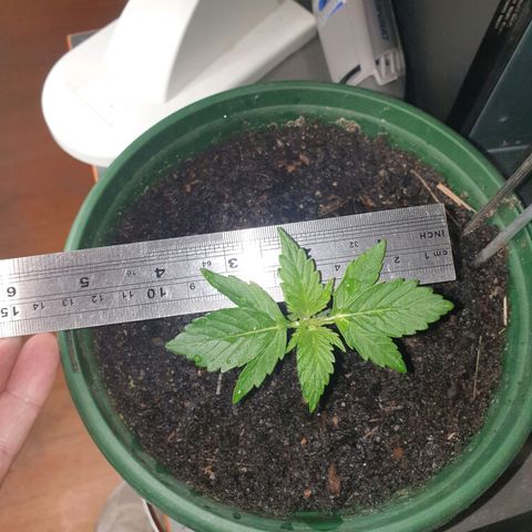 Jenna  growlog photo: Growing well