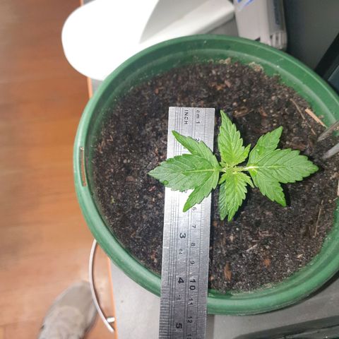 Jenna  growlog photo: Growing well