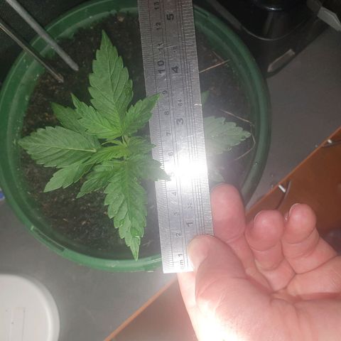 Jenna  growlog photo: She is getting her 4th set of leaves and the first sets are getting their extra fingers. Canopy is now 12 x 13 cm and stem is firming up will wait for the weather to improve before transplanting out side 