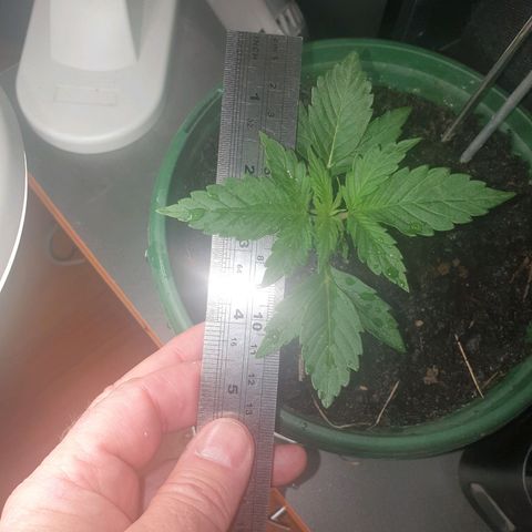 Jenna  growlog photo: She is getting her 4th set of leaves and the first sets are getting their extra fingers. Canopy is now 12 x 13 cm and stem is firming up will wait for the weather to improve before transplanting out side 