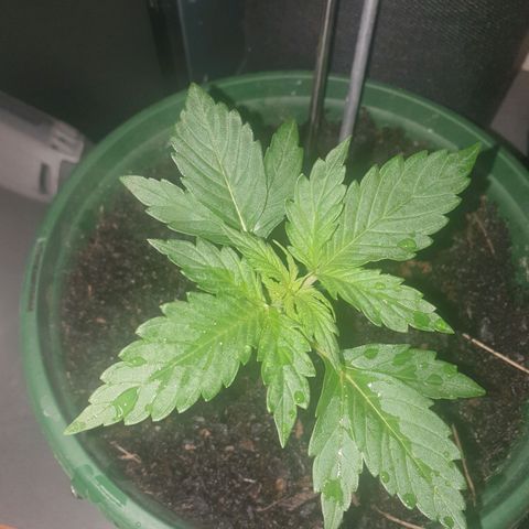 Jenna  growlog photo: She is getting her 4th set of leaves and the first sets are getting their extra fingers. Canopy is now 12 x 13 cm and stem is firming up will wait for the weather to improve before transplanting out side 