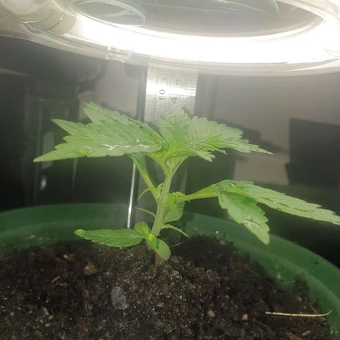 Jenna  growlog photo: She is getting her 4th set of leaves and the first sets are getting their extra fingers. Canopy is now 12 x 13 cm and stem is firming up will wait for the weather to improve before transplanting out side 