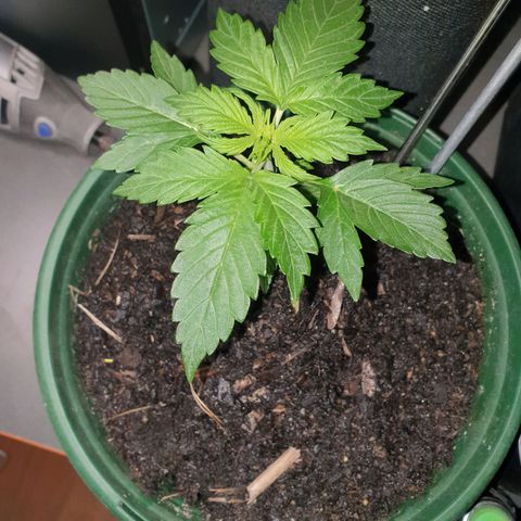 Jenna  growlog photo: Coming along nicely 