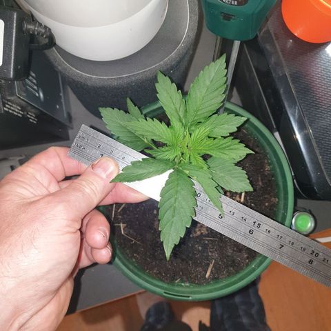 Jenna  growlog photo: Getting too big for my indoor light;-) 