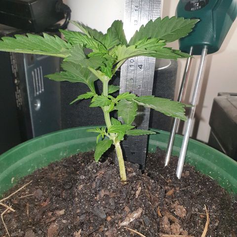 Jenna  growlog photo: Getting too big for my indoor light;-) 