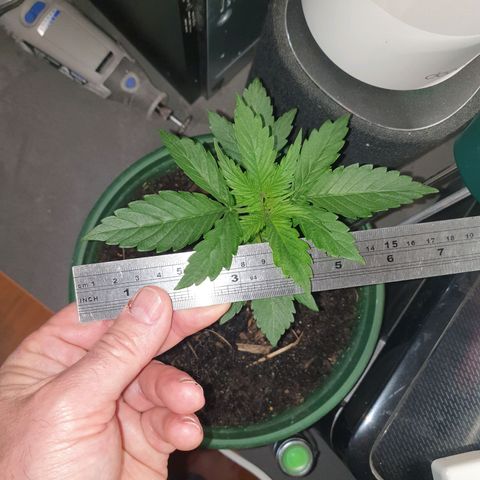 Jenna  growlog photo: Getting too big for my indoor light;-) 