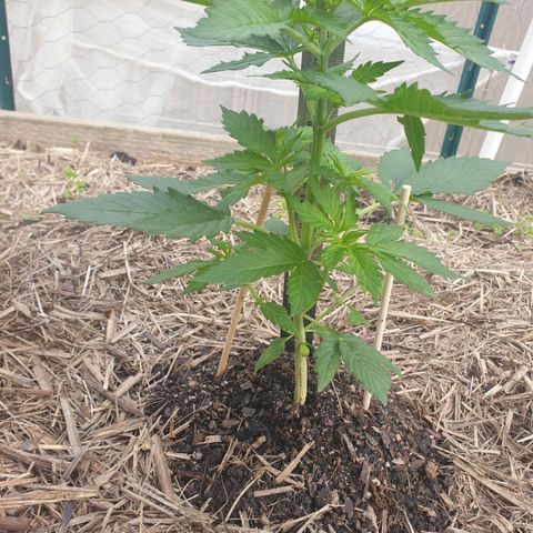Jenna  growlog timeline photo