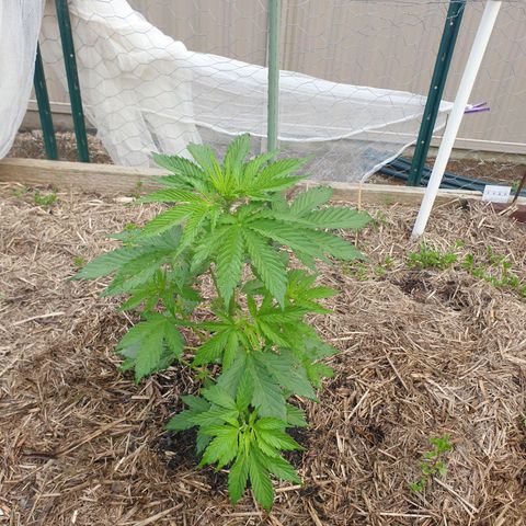 Jenna  growlog photo: Looking really yummy 
