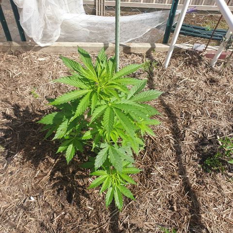 Jenna  growlog timeline photo