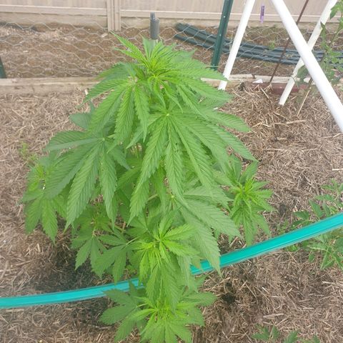 Jenna  growlog photo: Yum yum