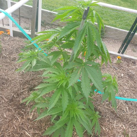 Jenna  growlog photo: Yum yum