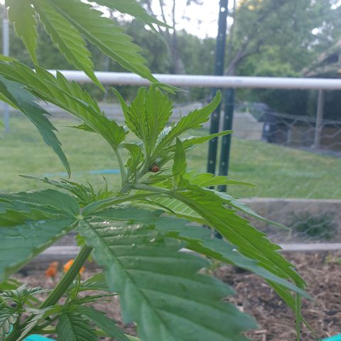 Jenna  growlog photo: Woo hoo lady beetles, natures own little bug police;-) 