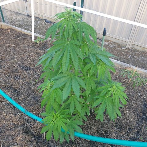Jenna  growlog photo: Such a big girl, can't see my lady beetle anymore ;-( 