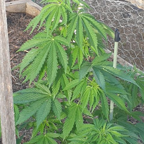Jenna  growlog photo: Such a big girl, can't see my lady beetle anymore ;-( 