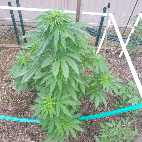 Jenna  growlog timeline photo