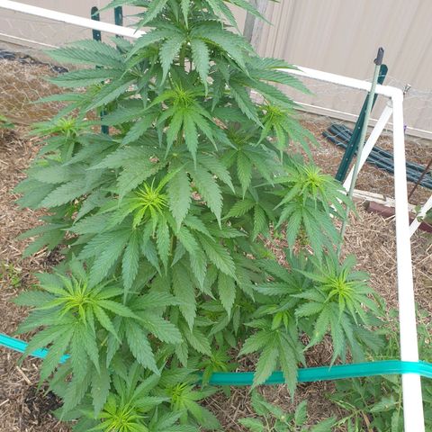 Jenna  growlog timeline photo