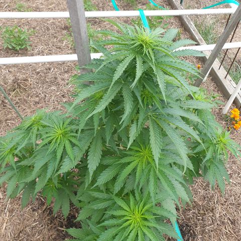 Jenna  growlog timeline photo