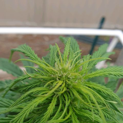 Jenna  growlog timeline photo