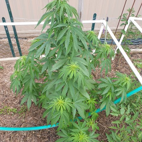 Jenna  growlog timeline photo
