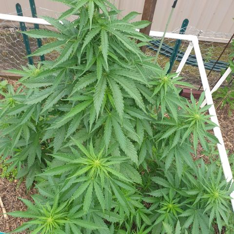Jenna  growlog timeline photo