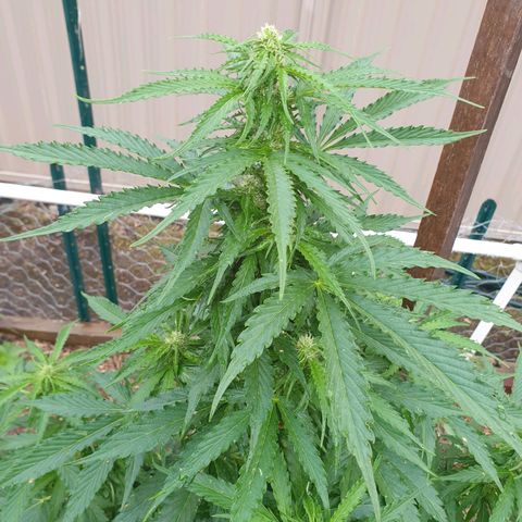 Jenna  growlog photo: Budding up baby 
