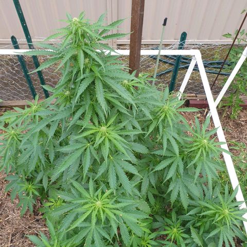 Jenna  growlog photo: Budding up baby 