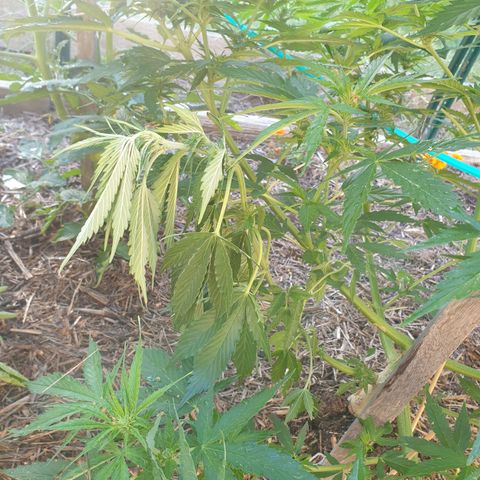 Jenna  growlog timeline photo