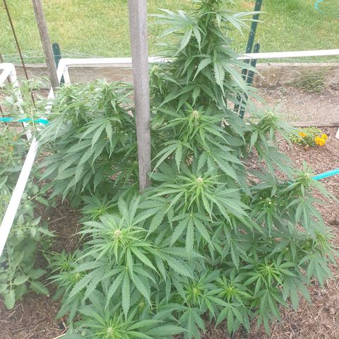 Jenna  growlog timeline photo