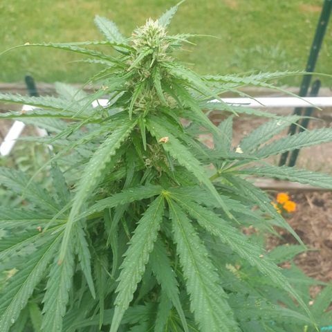 Jenna  growlog timeline photo