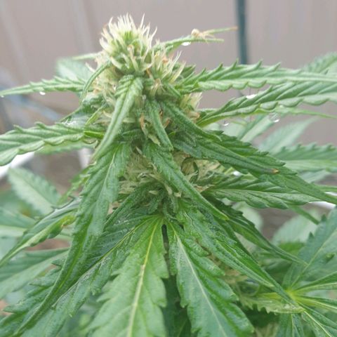 Jenna  growlog timeline photo