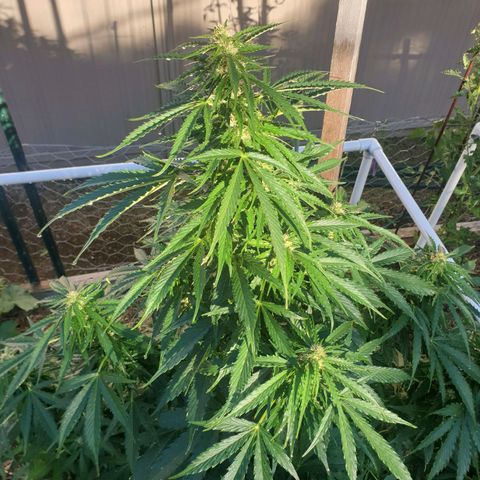 Jenna  growlog photo: Booming lovely 