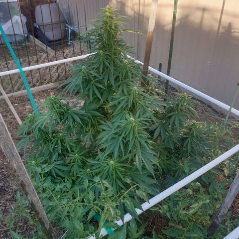 Jenna  growlog photo: Booming lovely 