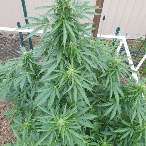 Jenna  growlog photo: Looking good no bug damage lots of light getting to lower limbs 