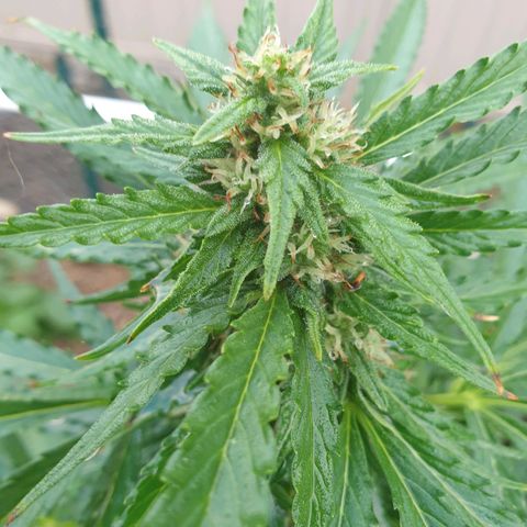 Jenna  growlog photo: Looking good no bug damage lots of light getting to lower limbs 