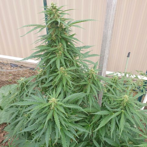 Jenna  growlog photo: Very tidy 