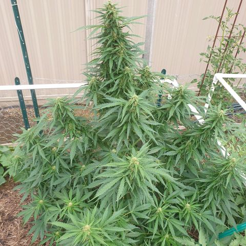 Jenna  growlog photo: Very tidy 