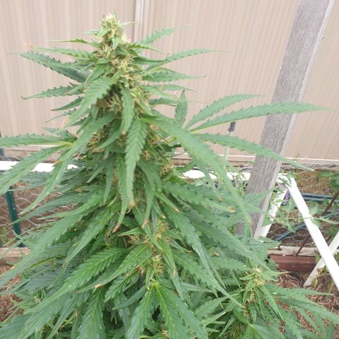 Jenna  growlog photo: Very tidy 