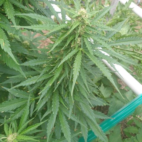 Jenna  growlog timeline photo