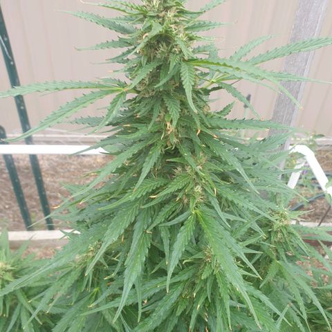 Jenna  growlog timeline photo