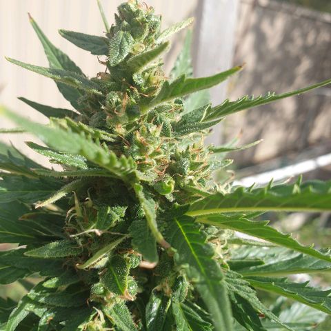 Jenna  growlog photo: Not far away now 