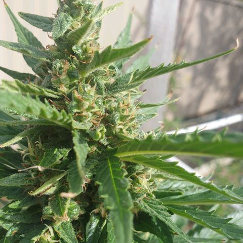 Jenna  growlog photo: Not far away now 