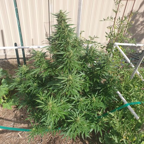 Jenna  growlog photo: Not far away now 