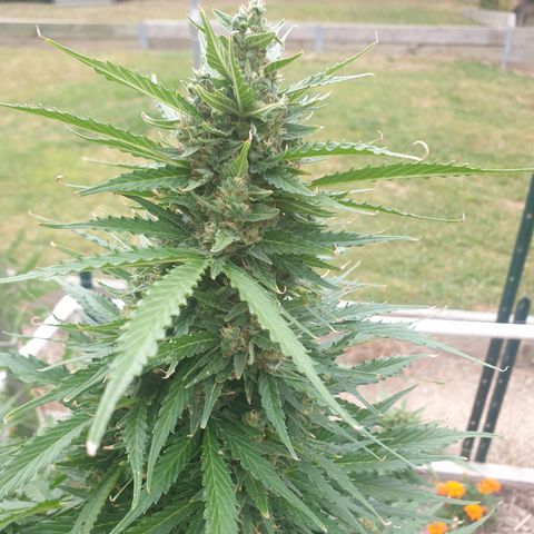 Jenna  growlog photo: Starting to smell as lovely as you look, sweet and citrus yum