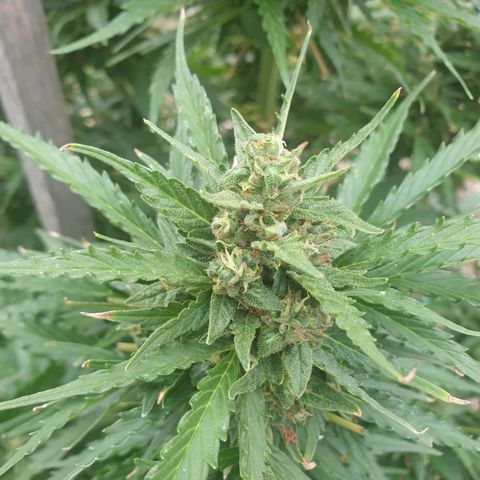 Jenna  growlog timeline photo