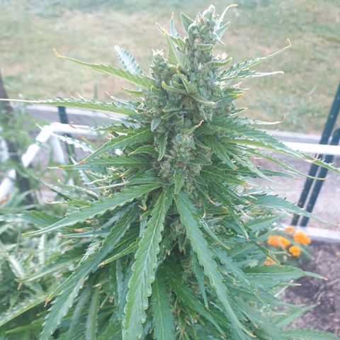 Jenna  growlog photo: Smells so good first thing in the morning 