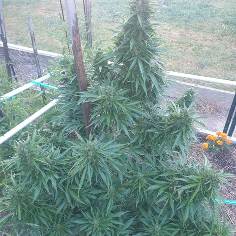 Jenna  growlog photo: Smells so good first thing in the morning 